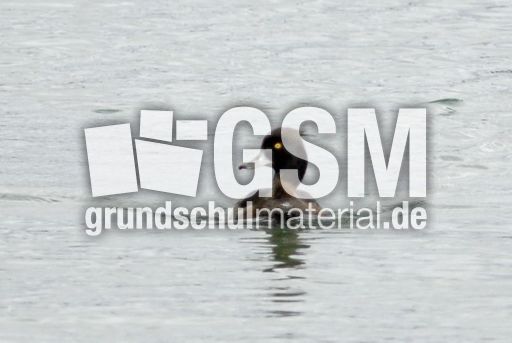 Reiherente (2 von 12).jpg